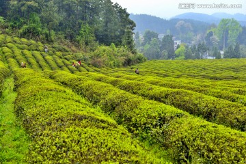 茶山茶园