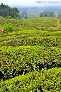 茶山茶园