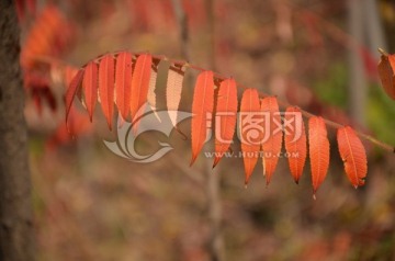 火炬树叶子特写