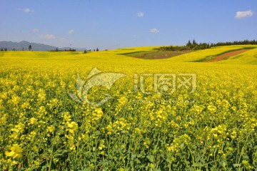 油菜花