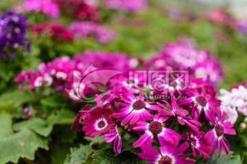 紫花