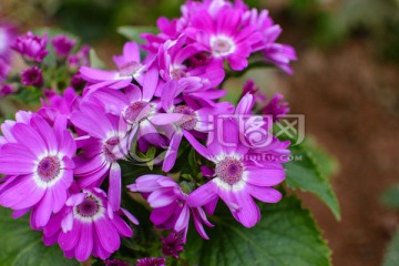 鲜花