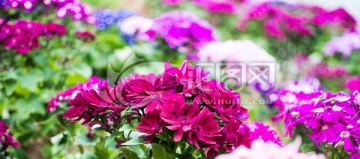 鲜花