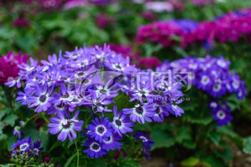 紫色花
