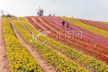 花田