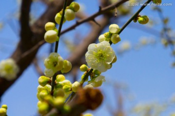 梅花