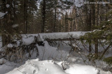 雪谷