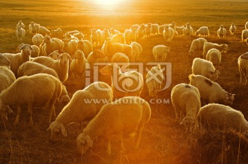 夕阳羊群