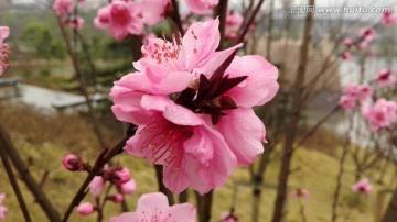 桃花