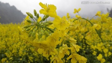 油菜花