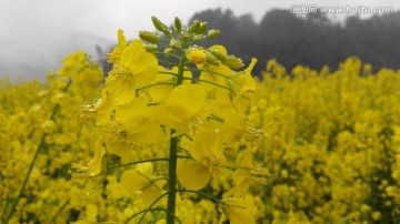 油菜花