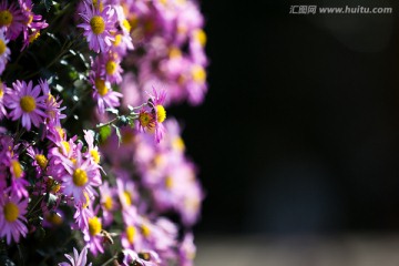 菊花 花卉摄影