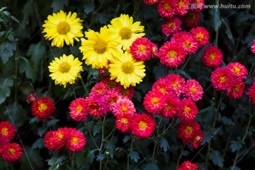 菊花 花卉摄影