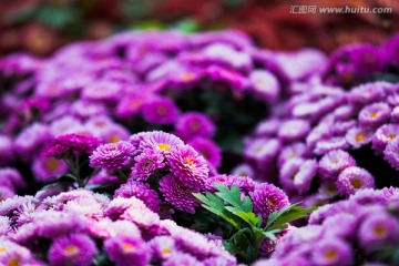 菊花 花卉摄影