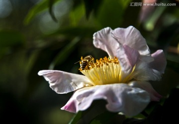 茶花