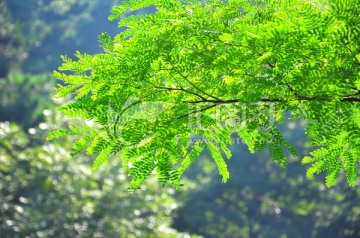 逆光树叶 山景