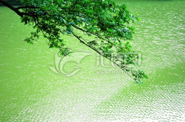 碧绿的水 树枝 清新 唯美