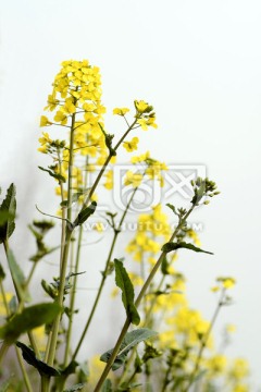油菜花