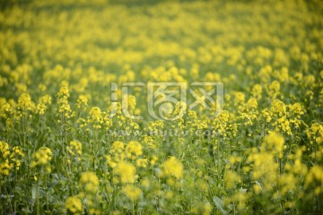 油菜花