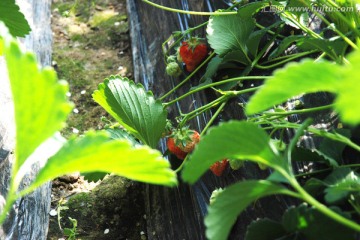 草莓基地