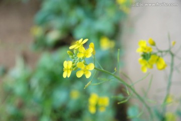 油菜花