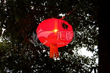 挂在树上亮着灯的红灯笼