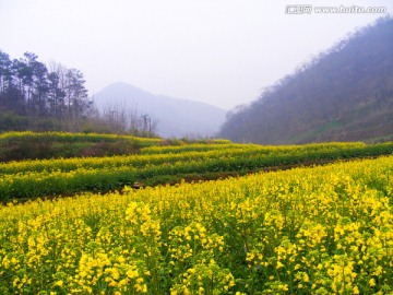 油菜花