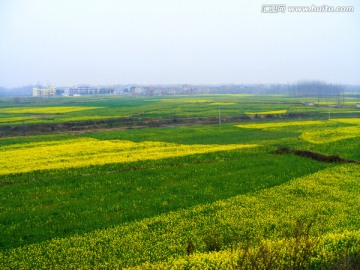 油菜花