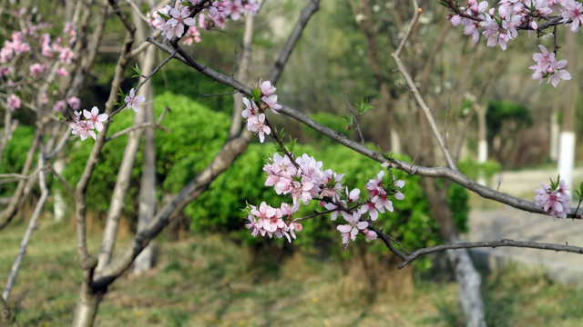 桃花