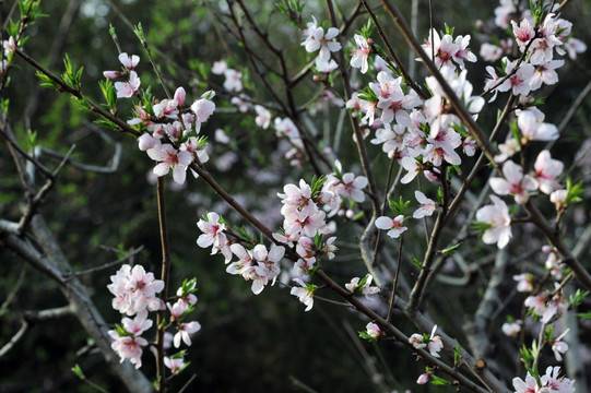 桃花  果树