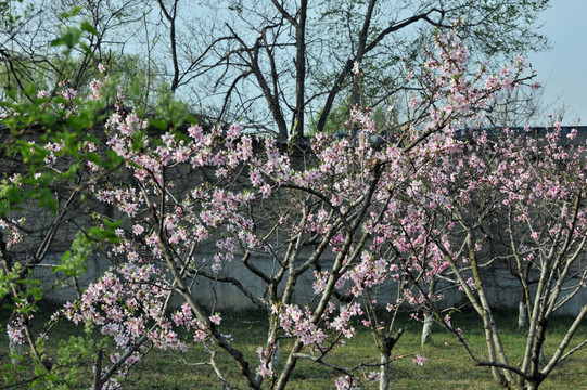 桃花  花  公园