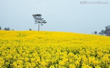 放风筝 油菜花