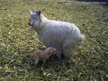 母绒山羊和羊羔