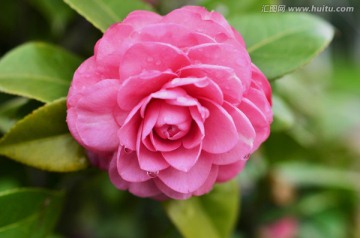粉红山茶花