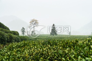 茶园 茶叶