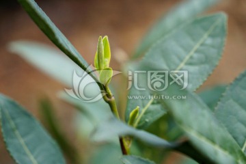 茶叶 茶芽