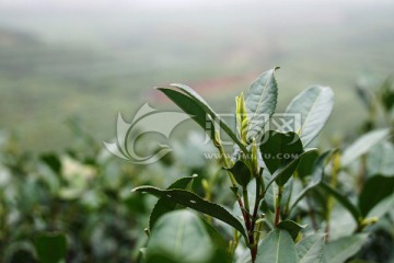 茶叶 茶芽