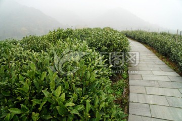 茶叶 茶园