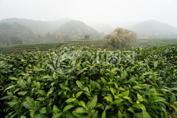 茶园 茶叶