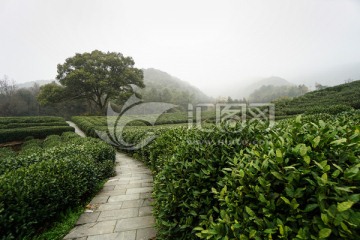 茶园 茶叶