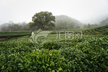 茶园 茶叶