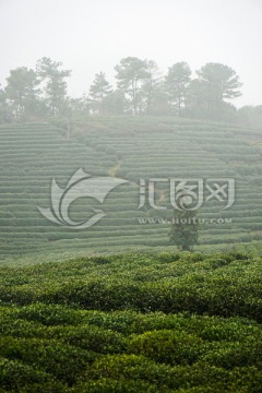 茶园 茶叶