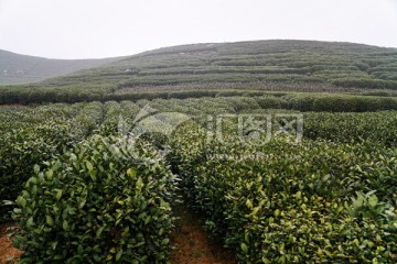 茶叶 茶园
