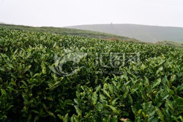 茶叶 茶园