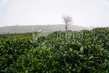 茶叶 茶园
