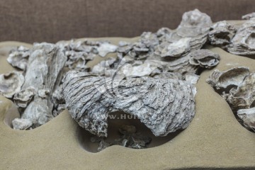 牡蛎化石
