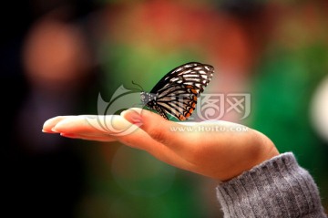 手中的蝴蝶