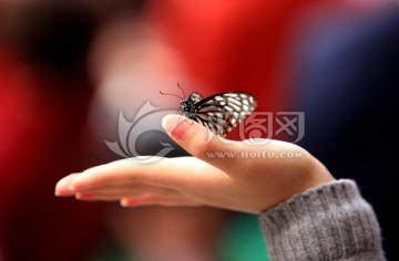 手中的蝴蝶