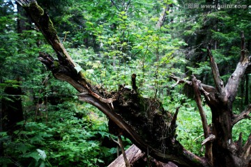长白山 原始森林 树根