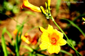 鸟语花香 小野花